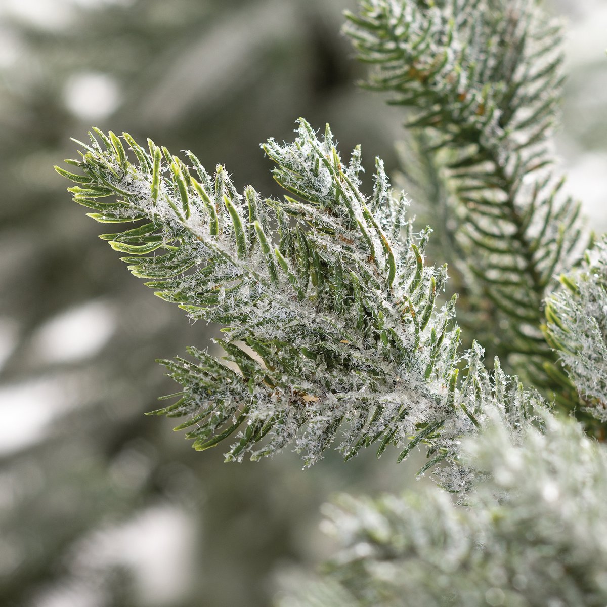 Snowy Tree - 48"