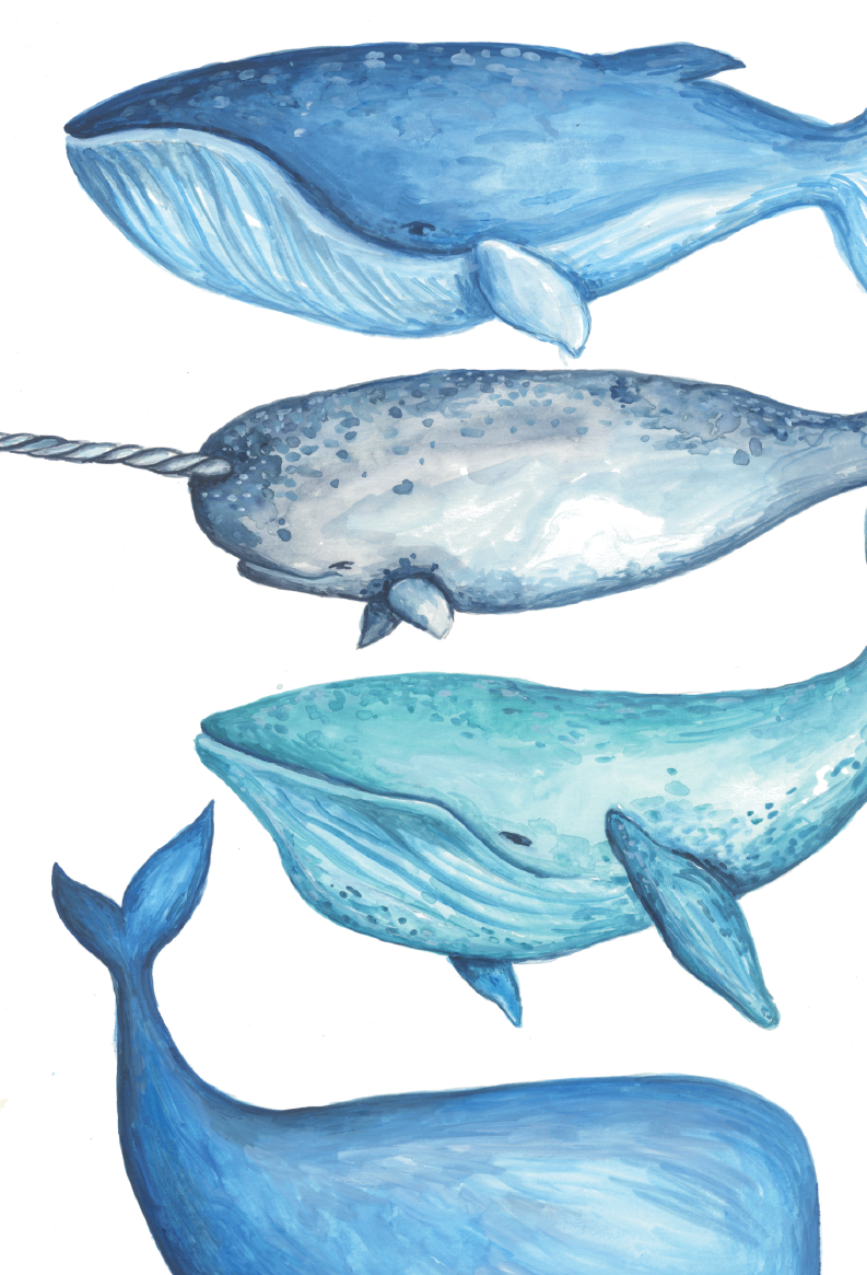 Whales Birthday Greeting Card