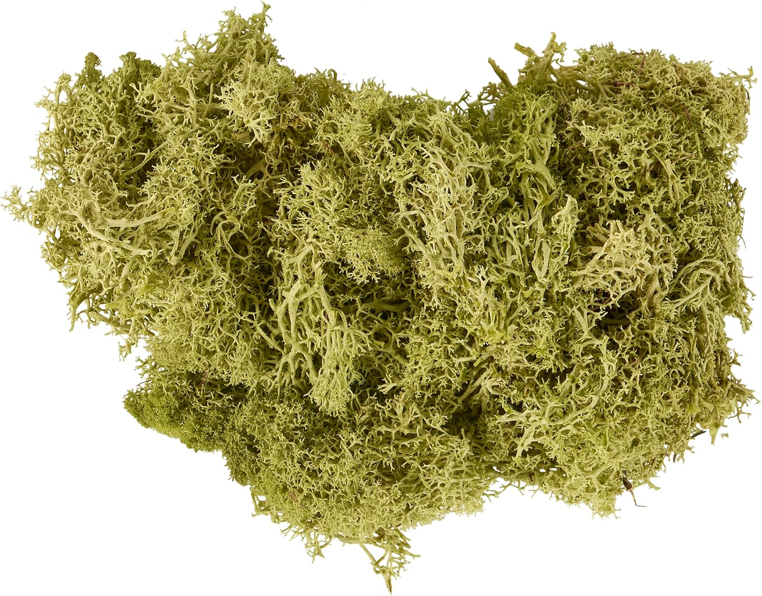 Preserved Moss