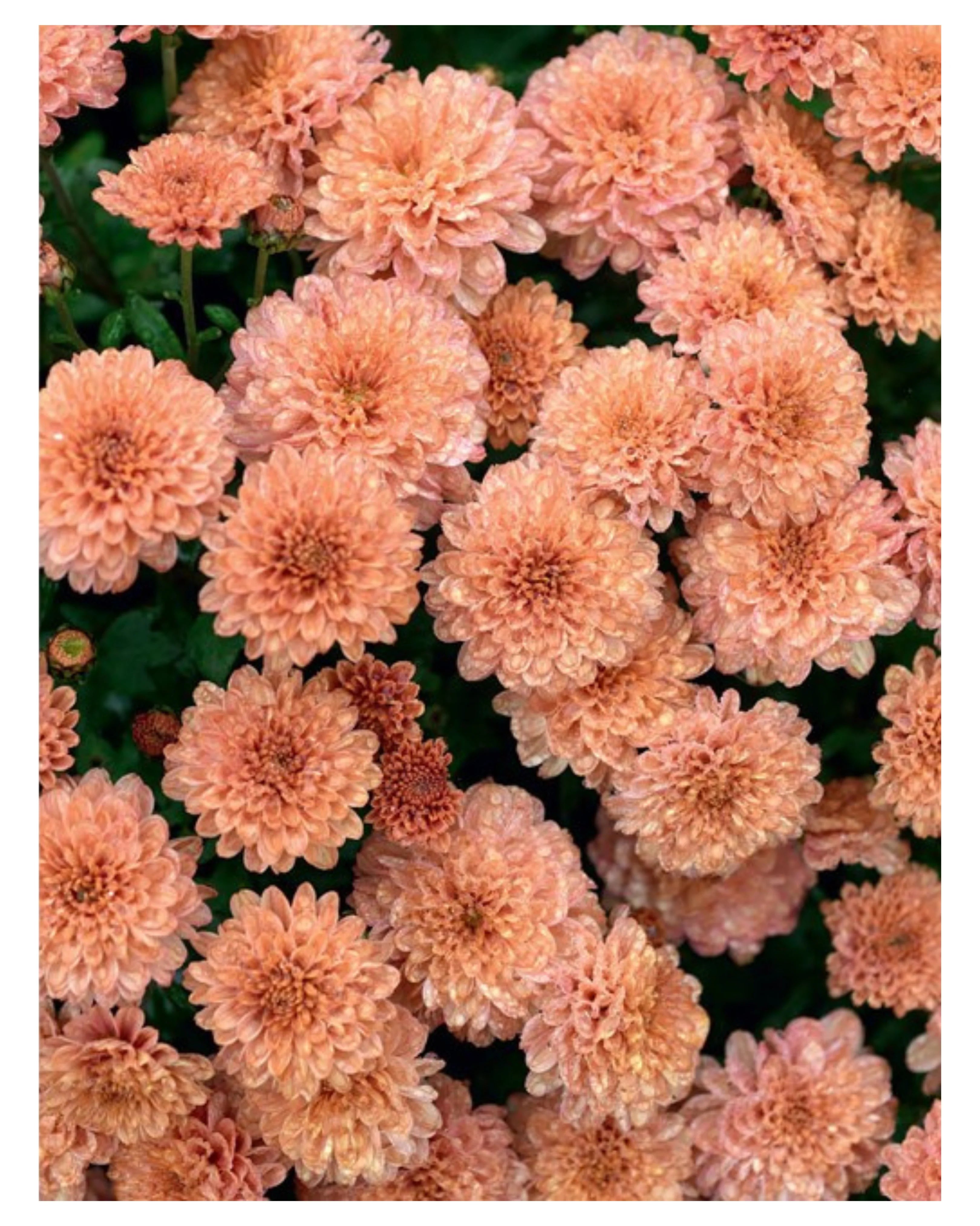 Chrysanthemums - Beautiful Varieties for Home and Garden