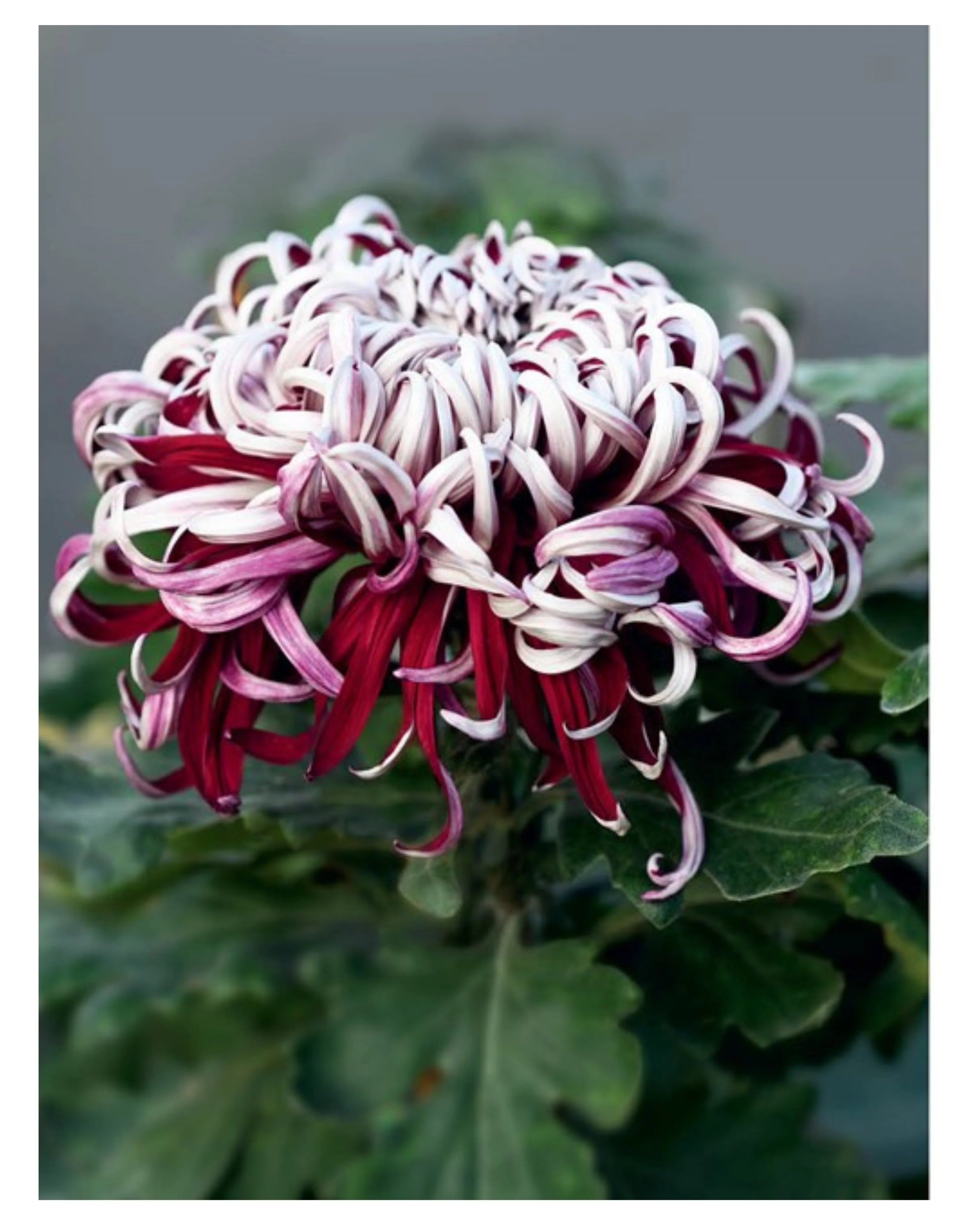 Chrysanthemums - Beautiful Varieties for Home and Garden