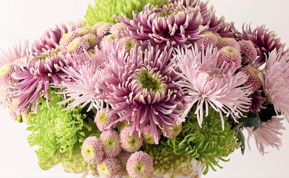 Chrysanthemums - Beautiful Varieties for Home and Garden