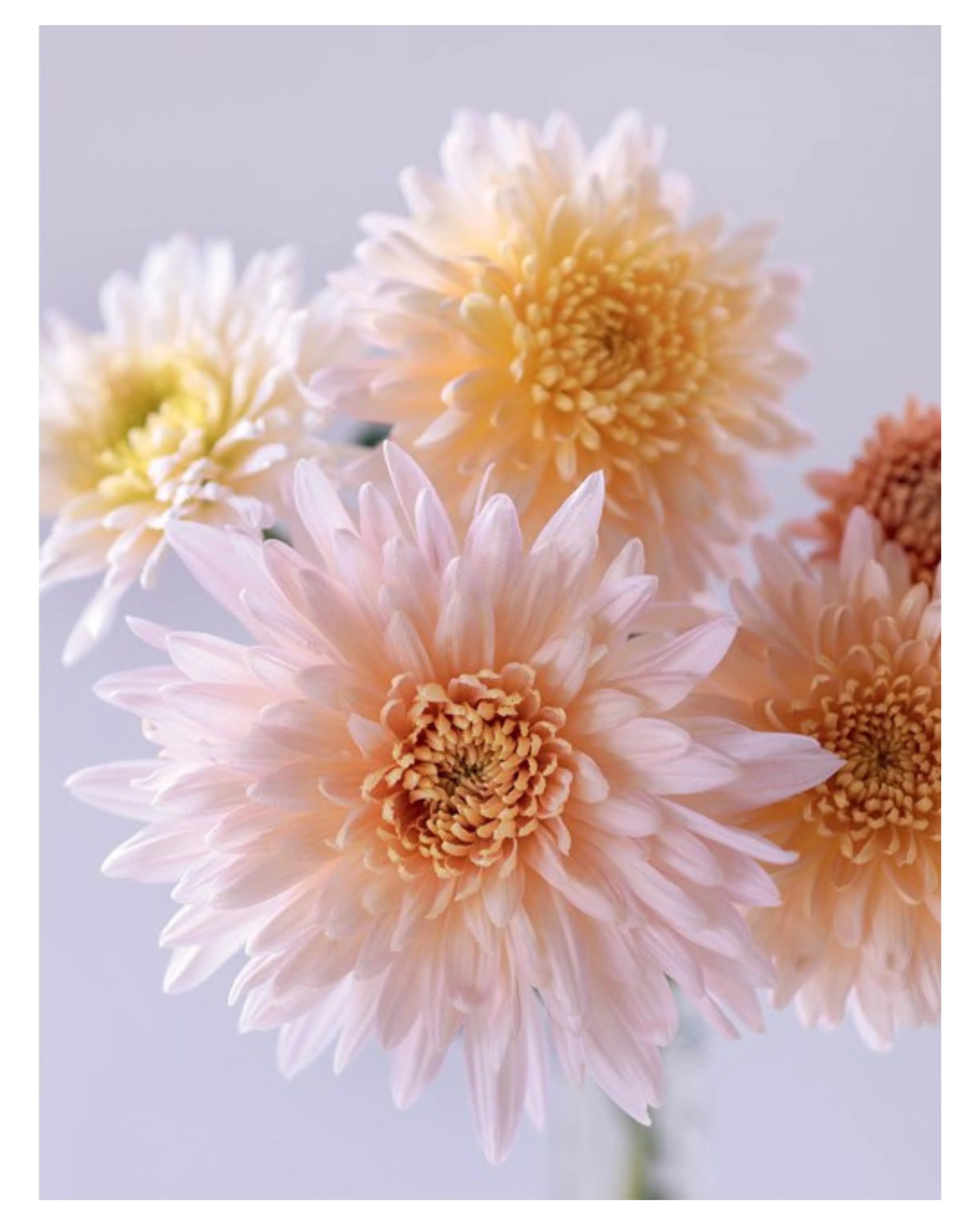 Chrysanthemums - Beautiful Varieties for Home and Garden