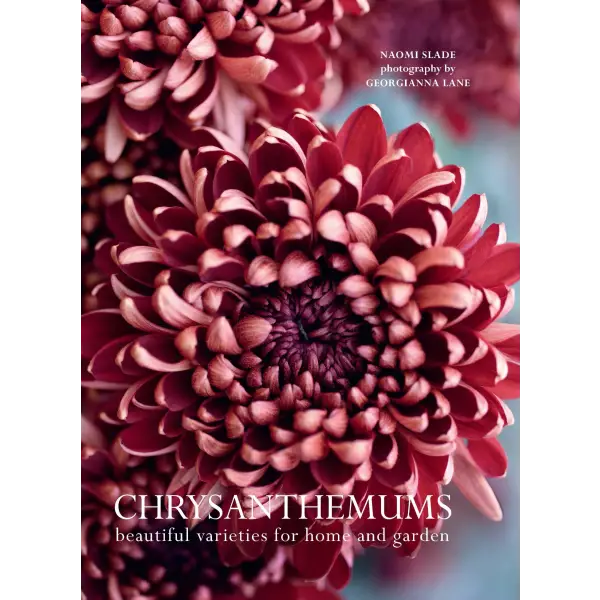 Chrysanthemums - Beautiful Varieties for Home and Garden